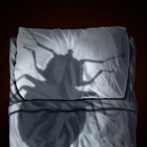 BEDBUGS